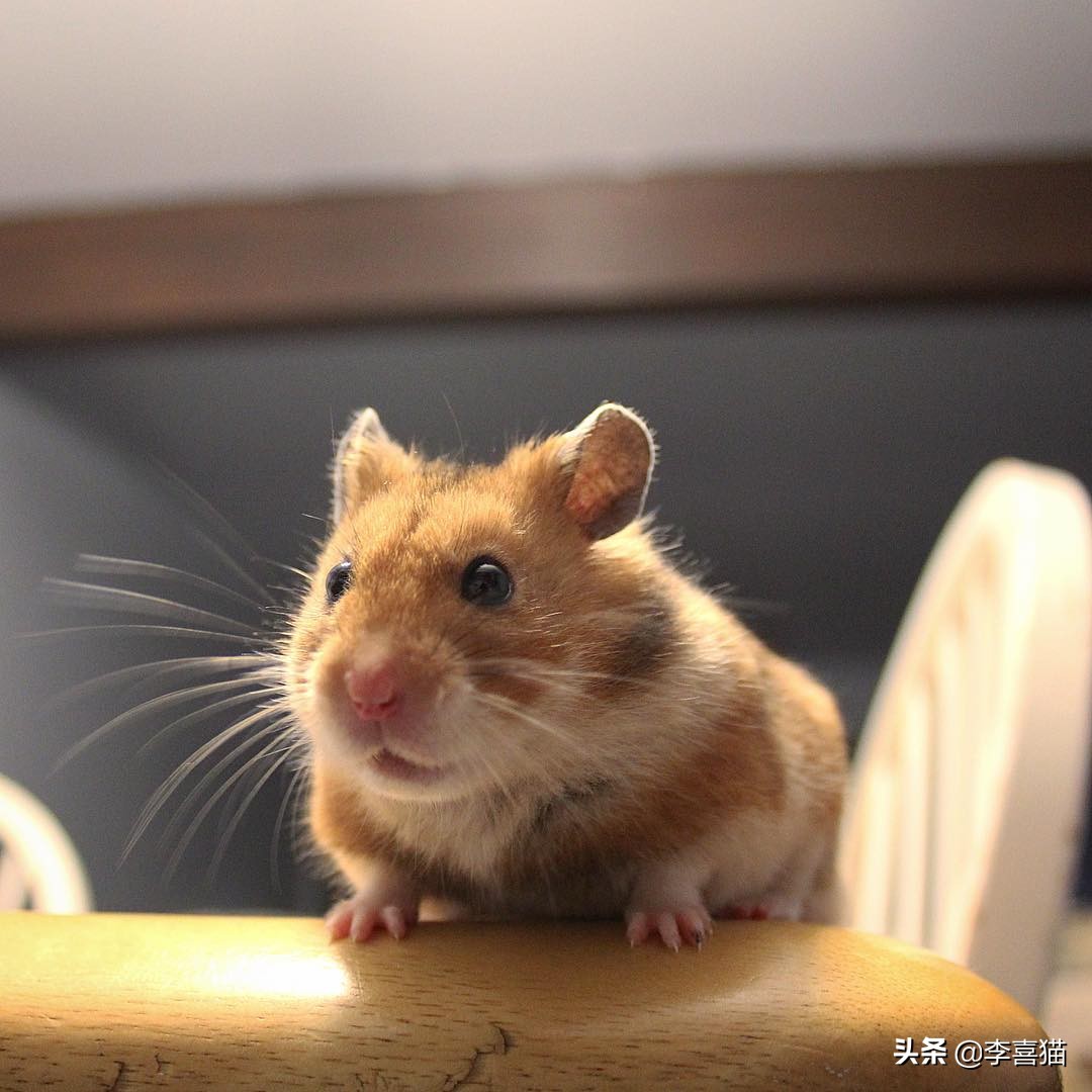 怎么养仓鼠才不会让它无聊,仓鼠该怎么养它让它熟悉主人