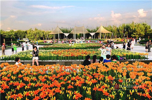 世界最美百合花海,超级惊艳的花海美景15分钟视频