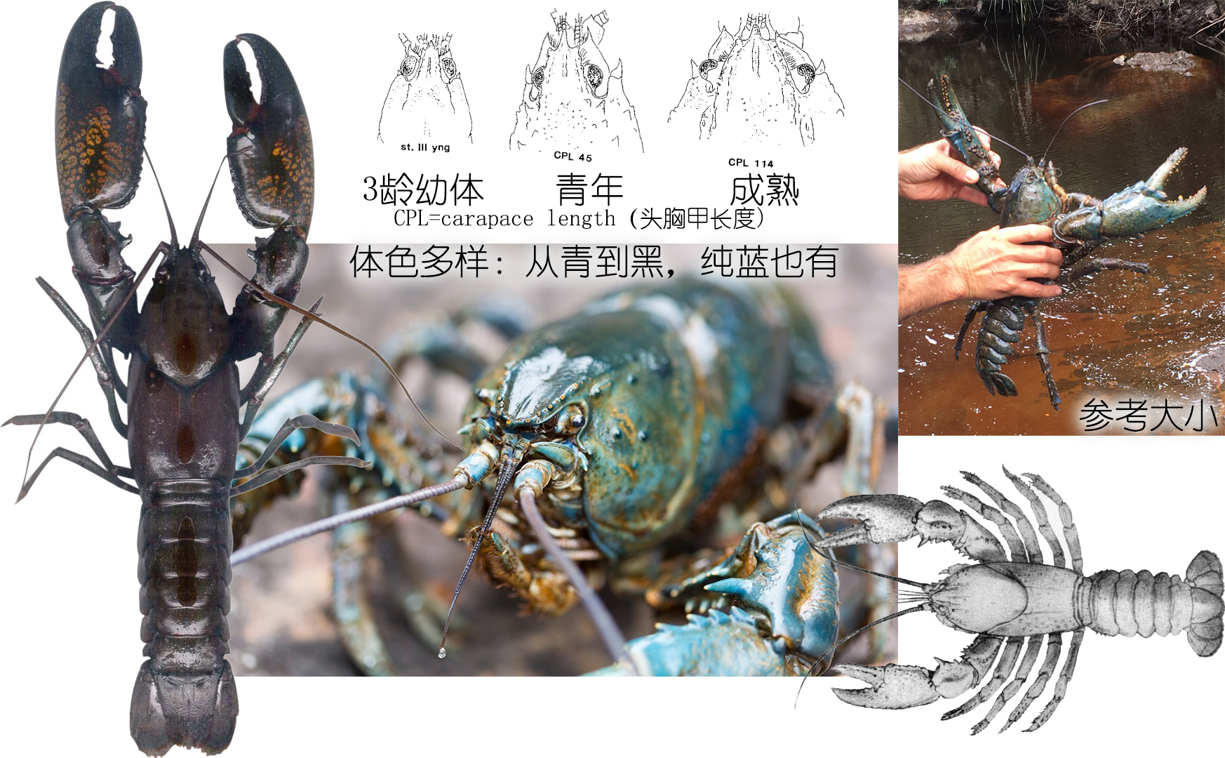 食物扫盲认识小龙虾,餐桌上的动物以及分类