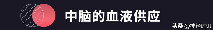 急性脑血管病的解剖诊断,脑的血液供应来源及脑血管的特点