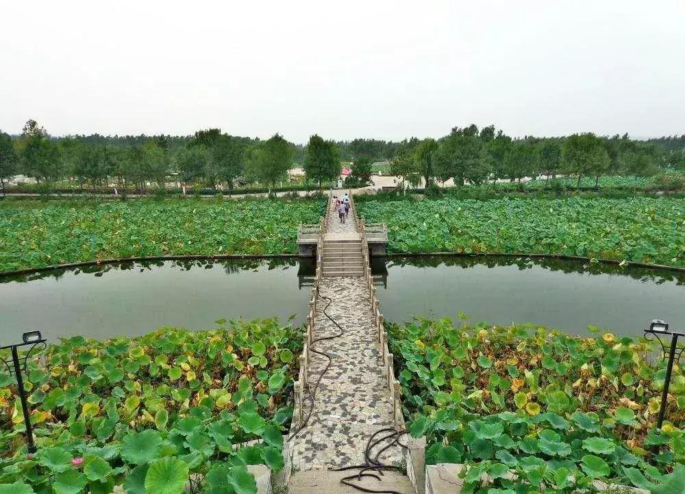 中国著名赏荷胜地,中国最著名的十大赏荷地