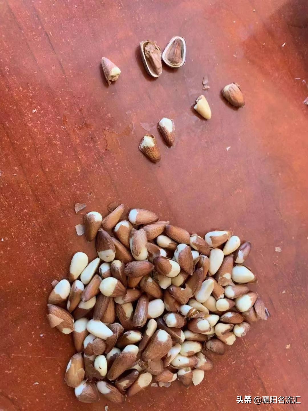 苦等210天，老婆终于吃到了极品松子