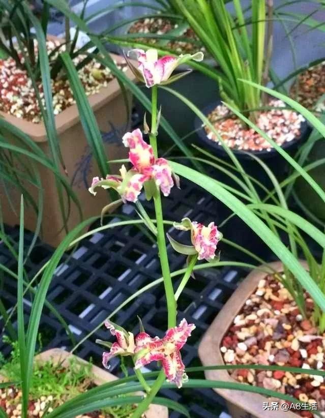 蒙山之春此花浓妆艳抹，彩块鲜红，是养兰人争相收藏的精品