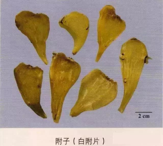 中药材图片大全大图带药名,200多味中药材图谱带图