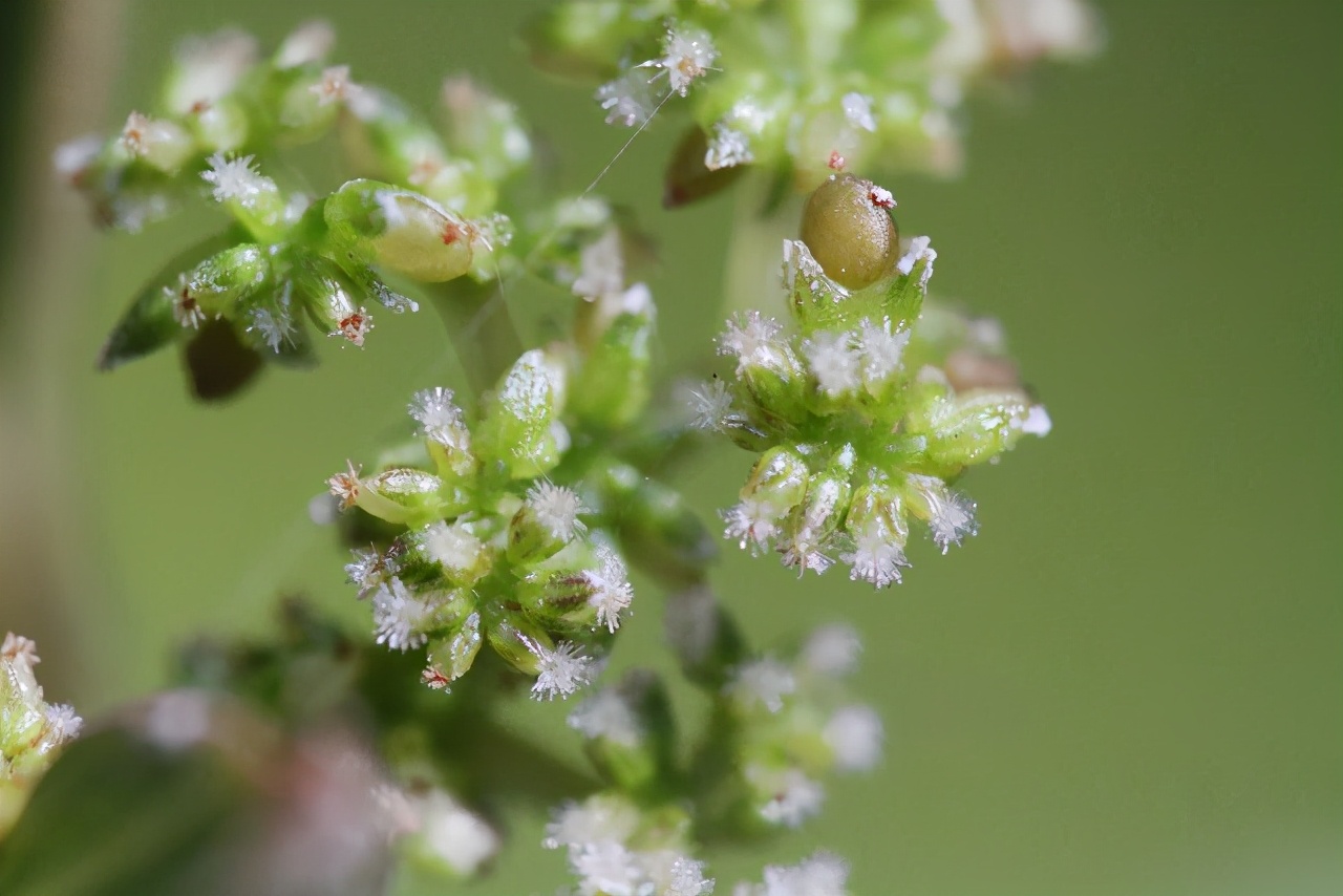 1月至12月生日花的花语,什么花语是祝福生日快乐的花