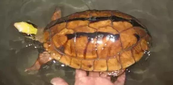 三线闭壳龟和潘氏闭壳龟区别,金头闭壳龟和三线闭壳龟同池