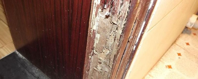 装修入住的房子怎么消灭白蚁,装修前除白蚁最简单有效的方法