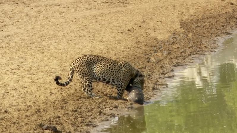女子在湿地公园拍到豹子要吃乌龟，刚要感慨，没想到事情有了转机
