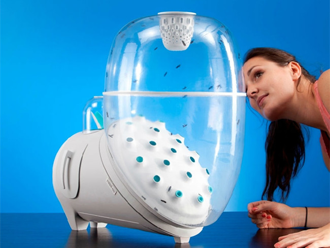 奥地利女学生发明家庭食蝇饲养机每周收获1斤幼虫（图）