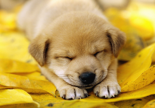 新手养宠：一个月的小狗拉稀了怎么办？