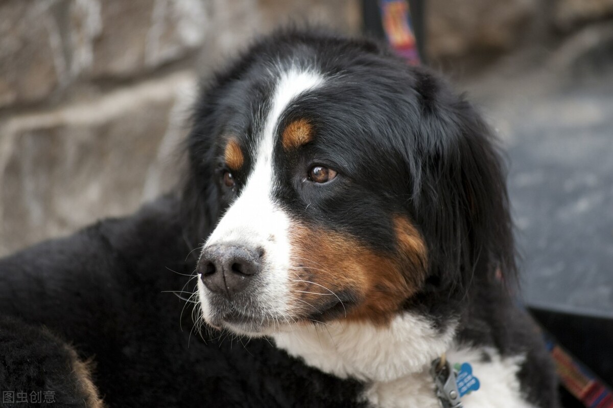 狗狗呕吐拉稀没精神不吃东西,狗狗拉稀呕吐打什么针好得快