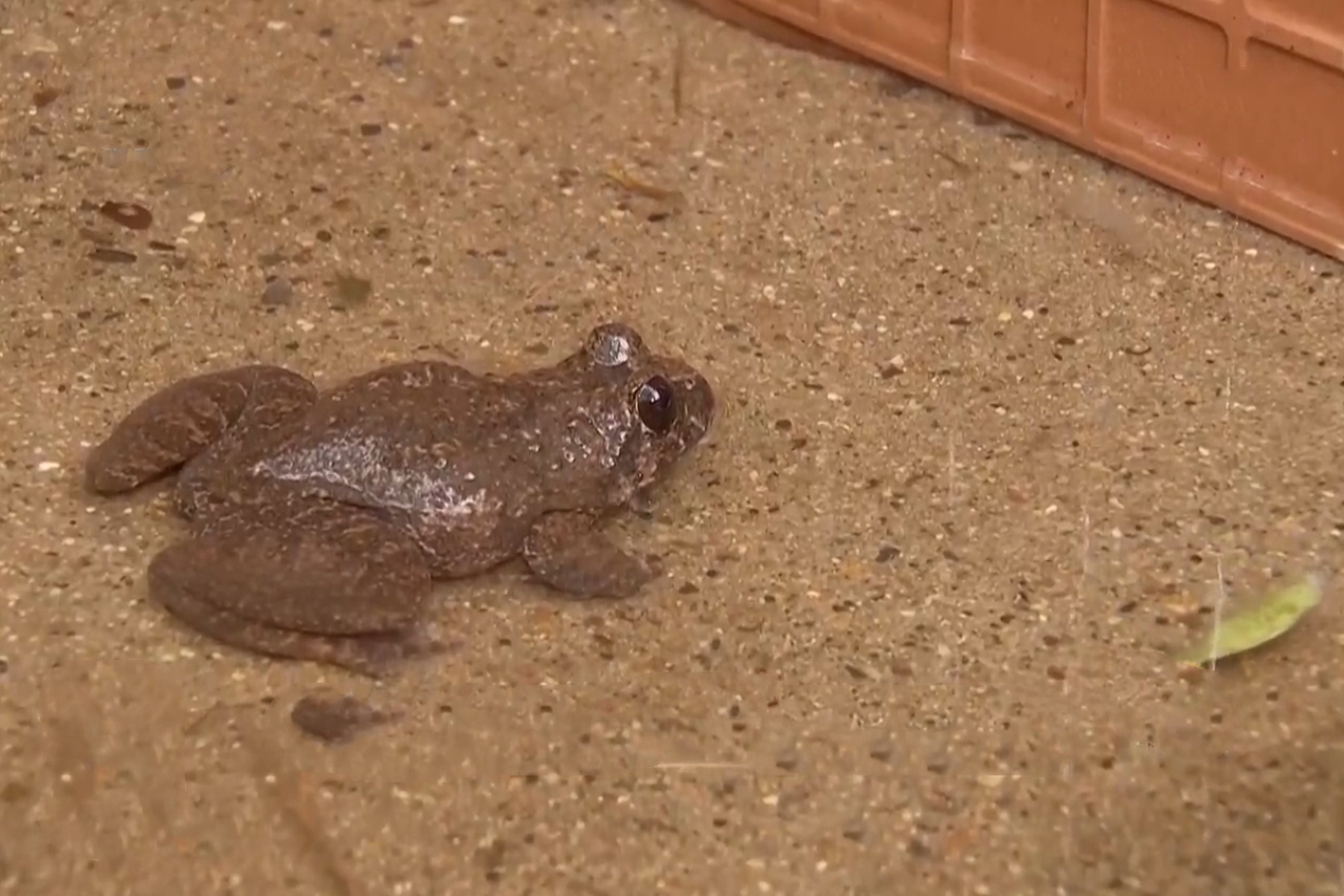 四川小伙被蛇咬在家休养赚3000万,男子被蛇咬后终身残疾