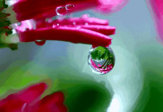 大自然山水花鸟大全,回归自然山水花鸟