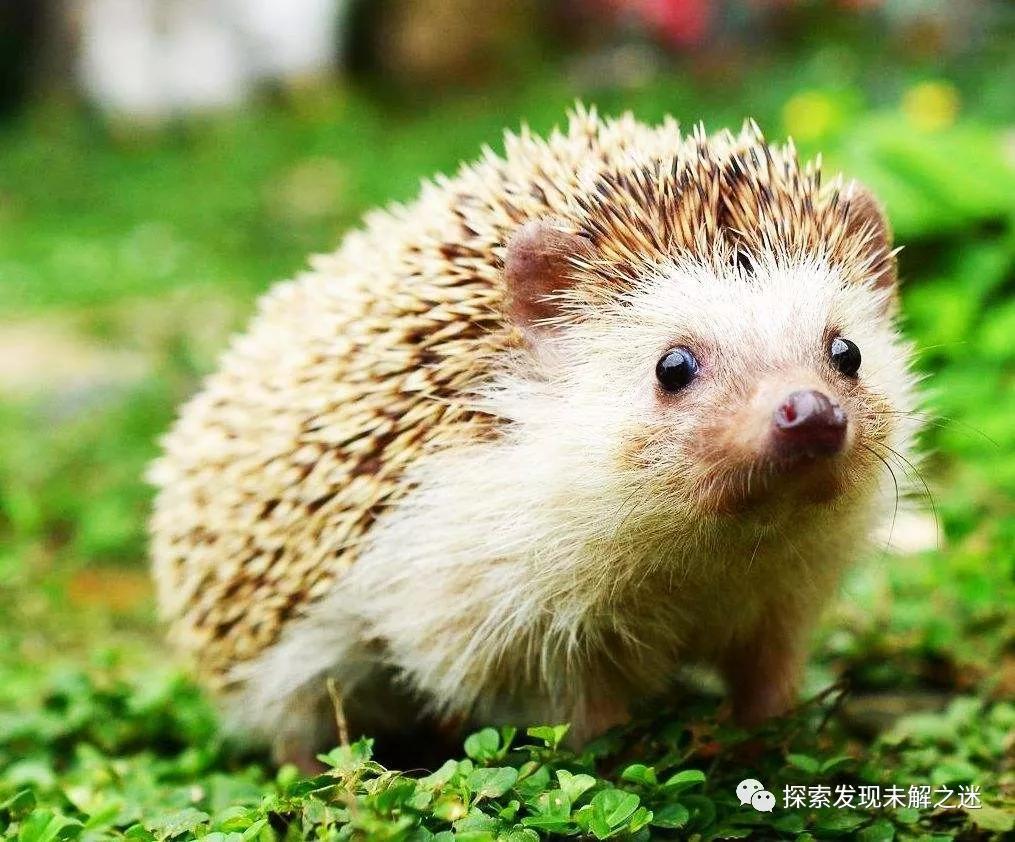 十大不能吃的野生蝙蝠,野生蝙蝠吃啥