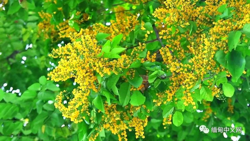 紫檀花开独一无二,紫檀花开了视频