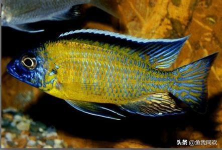 三湖慈鲷野生和人工的区别,养三湖慈鲷用什么石头最好