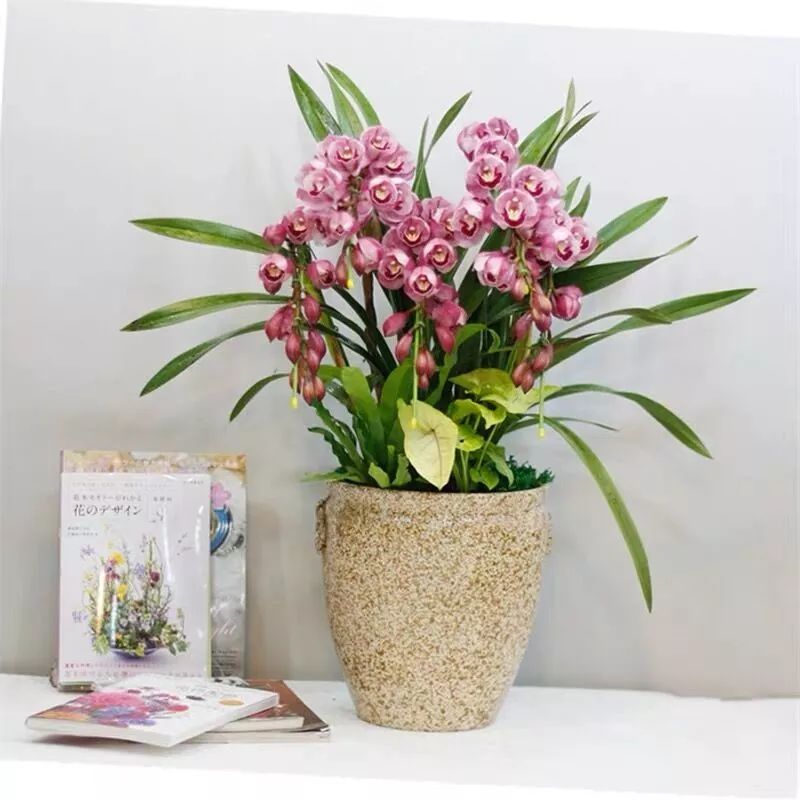 好养的兰花既高贵又漂亮惹人喜欢,哪种兰花最好养四季开花又很香