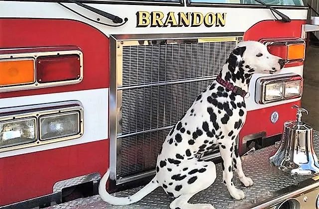 消防犬斑点狗技能,美国消防犬斑点狗