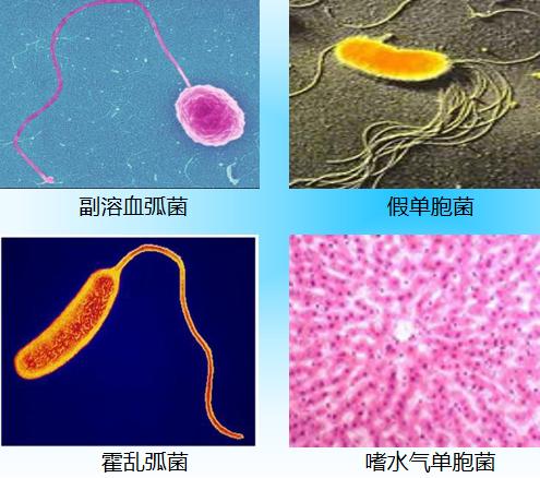 工厂化养殖对虾偷死原因,对虾养殖失败经历