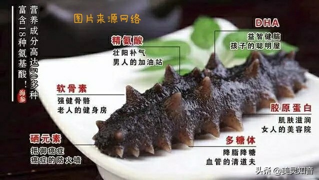 海参是滋阴还是补气的,海参养生常识有哪些