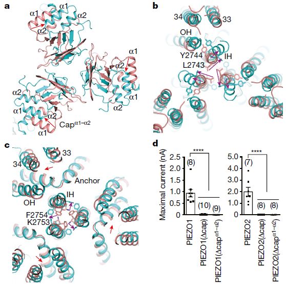 中国冷冻电镜技术进展,冷冻电镜最新研究