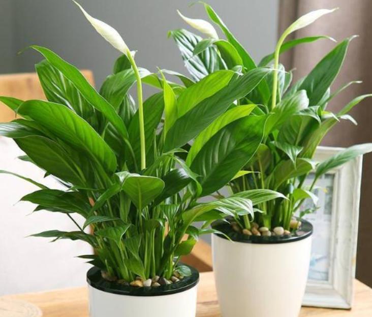 浇花小技巧用什么水浇,浇花实用六种水你知道吗