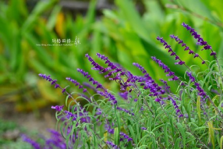西餐常用的十三种香草介绍大全,西餐中常用的15种香料和香草