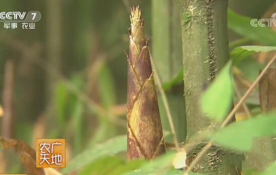 新鲜竹笋营养美味又健康,鲜美竹笋营养好