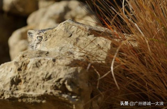 世界上十大很少见到的动物,世界上最受欢迎的动物排行榜