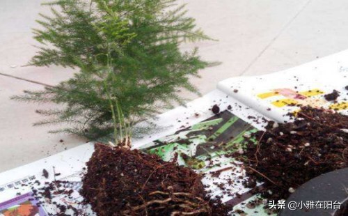 文竹如何不长新笋,郁郁葱葱的文竹