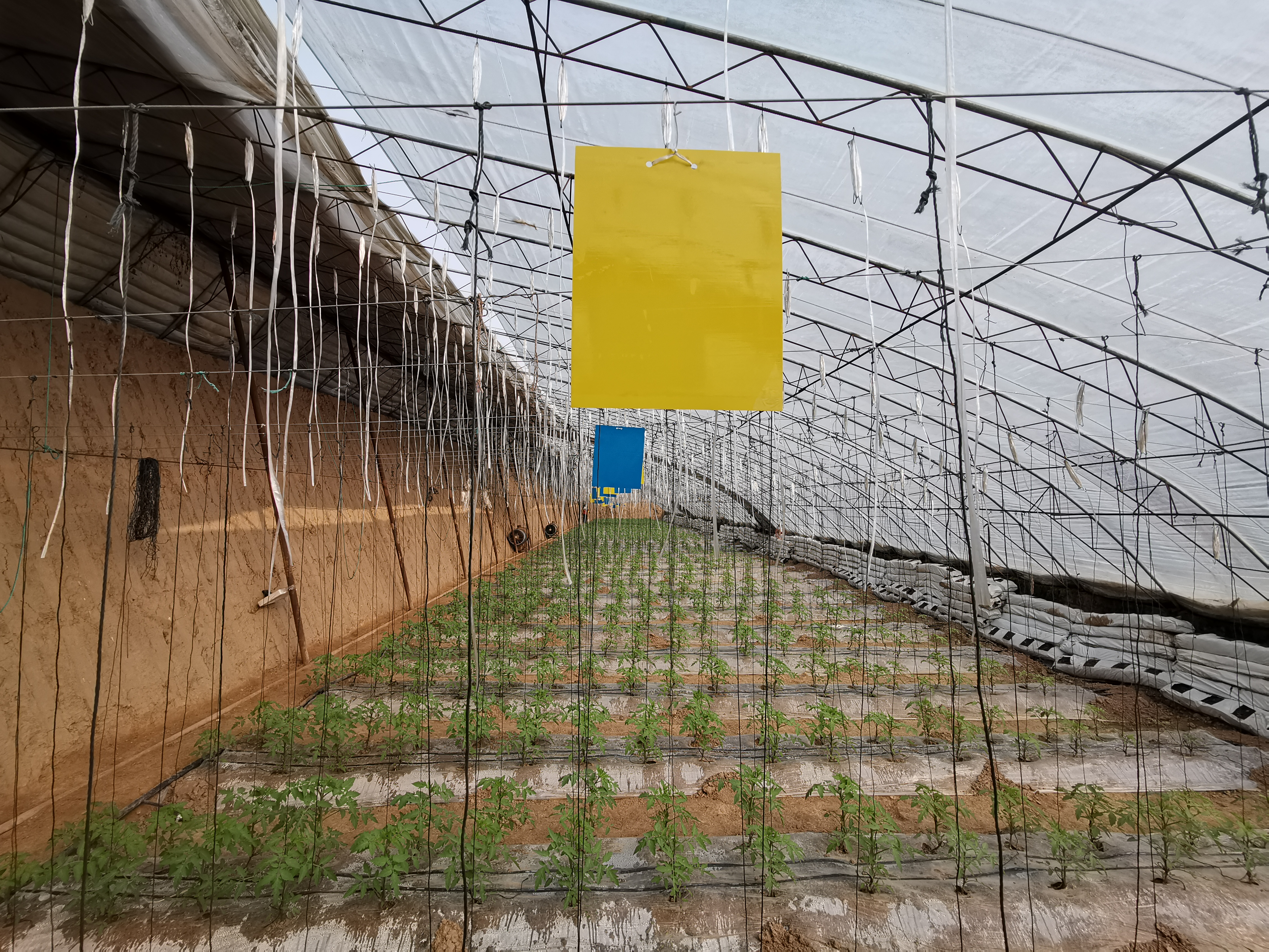 什么环境容易长白粉虱防治方法,冬天大棚白飞虱用什么药最好