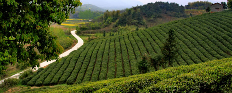 农村增收致富的好项目有哪些呢,农民脱贫致富的方法有哪些