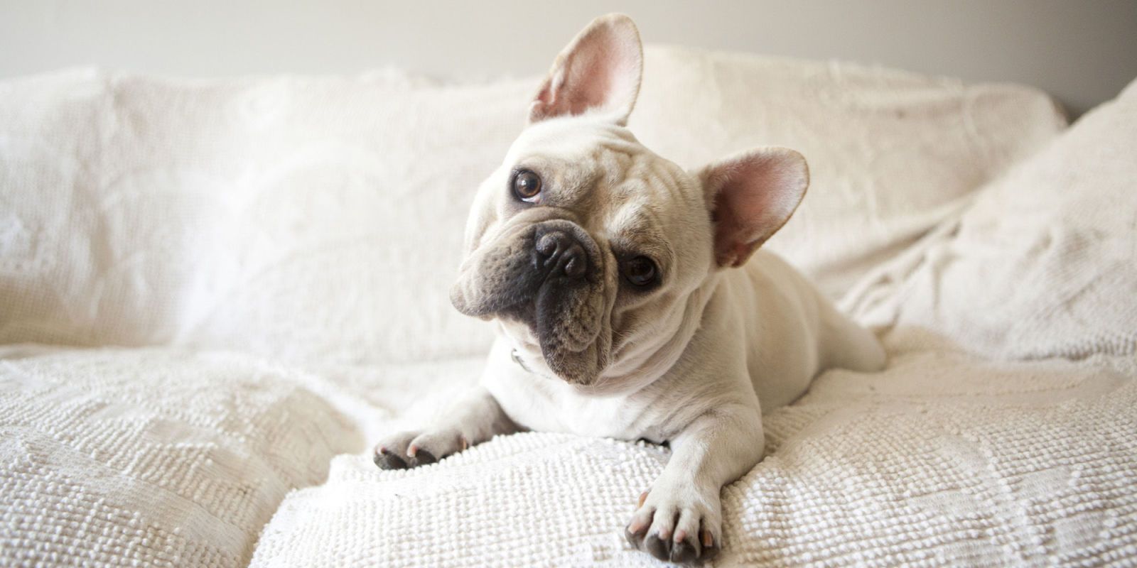 法斗犬和巴哥的区别,法斗和巴哥犬有什么关系