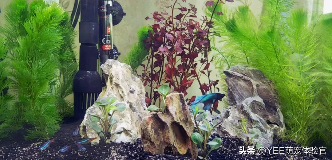 硝化细菌的五大秘诀,多加了硝化细菌该怎么处理