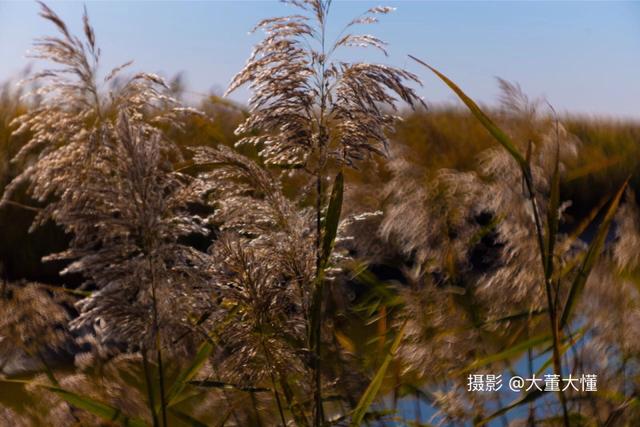 蒹葭与芦荻,芦荻蒹葭
