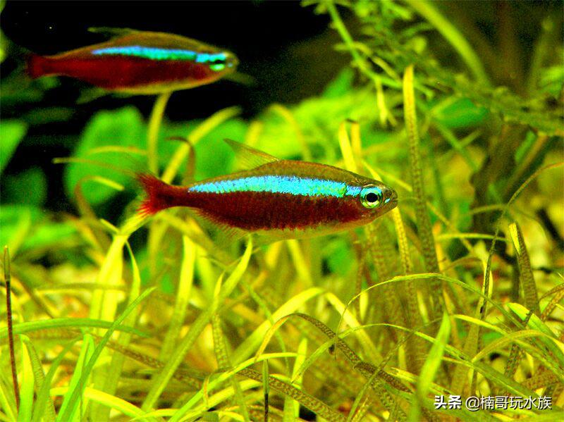 你熟悉但又不了解的鱼