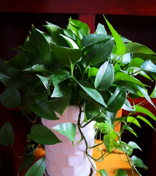 绿萝怎么养会疯长一个月爆盆,绿萝怎样养才能爆盆和爬满墙