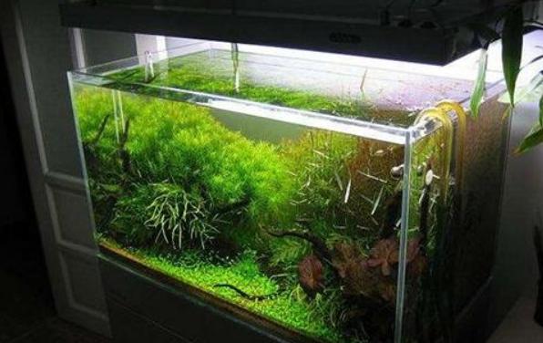 君子兰冬季养护要点爱花人看过来,君子兰冬季养殖方法和注意事项