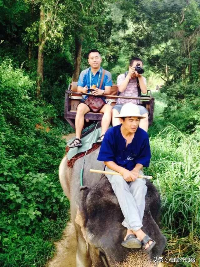 泰北玫瑰的英文,泰北玫瑰图片