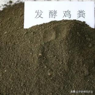 生姜种植基本情况简介,生姜种植解说