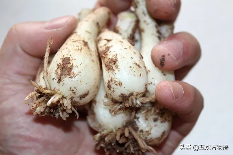 漫谈起源于中国的蔬菜