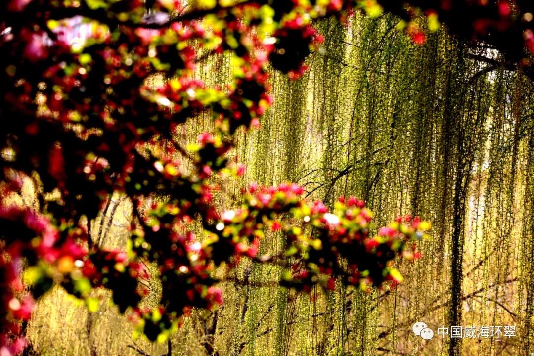 走进春天的环翠公园,环翠景色