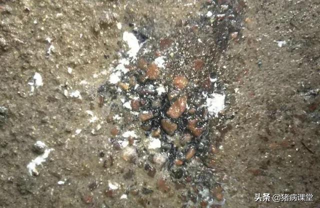 猪尿液浑浊有白色沉淀物,猪的小便红是什么病