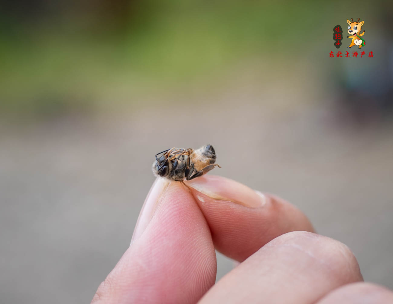 深入大山采访30年养蜂人,探秘深山中的养蜂人