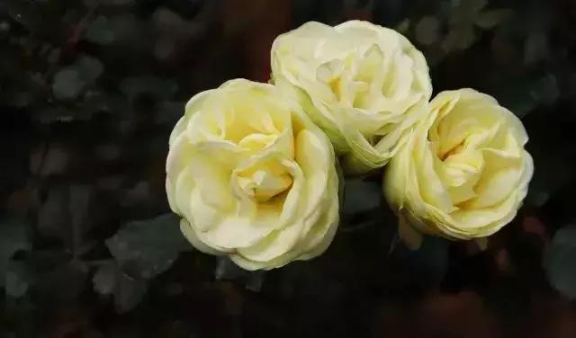 100种玫瑰品种图鉴大全,100种玫瑰品种图解