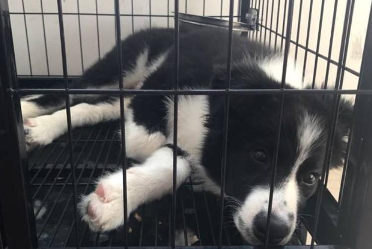 狗狗身上有癣怎么治好要多久,狗的身上起癣怎么在家治