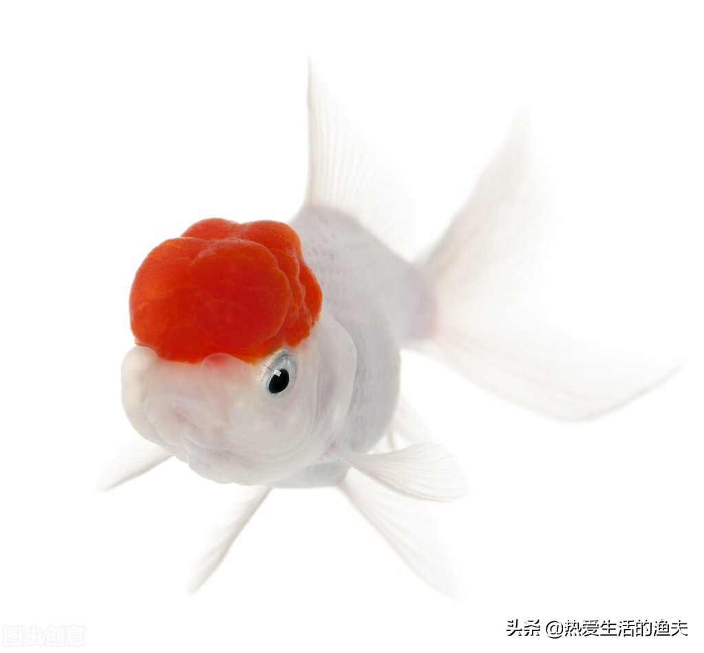 金鱼怎么投喂饲料好养,小金鱼怎么养成大金鱼