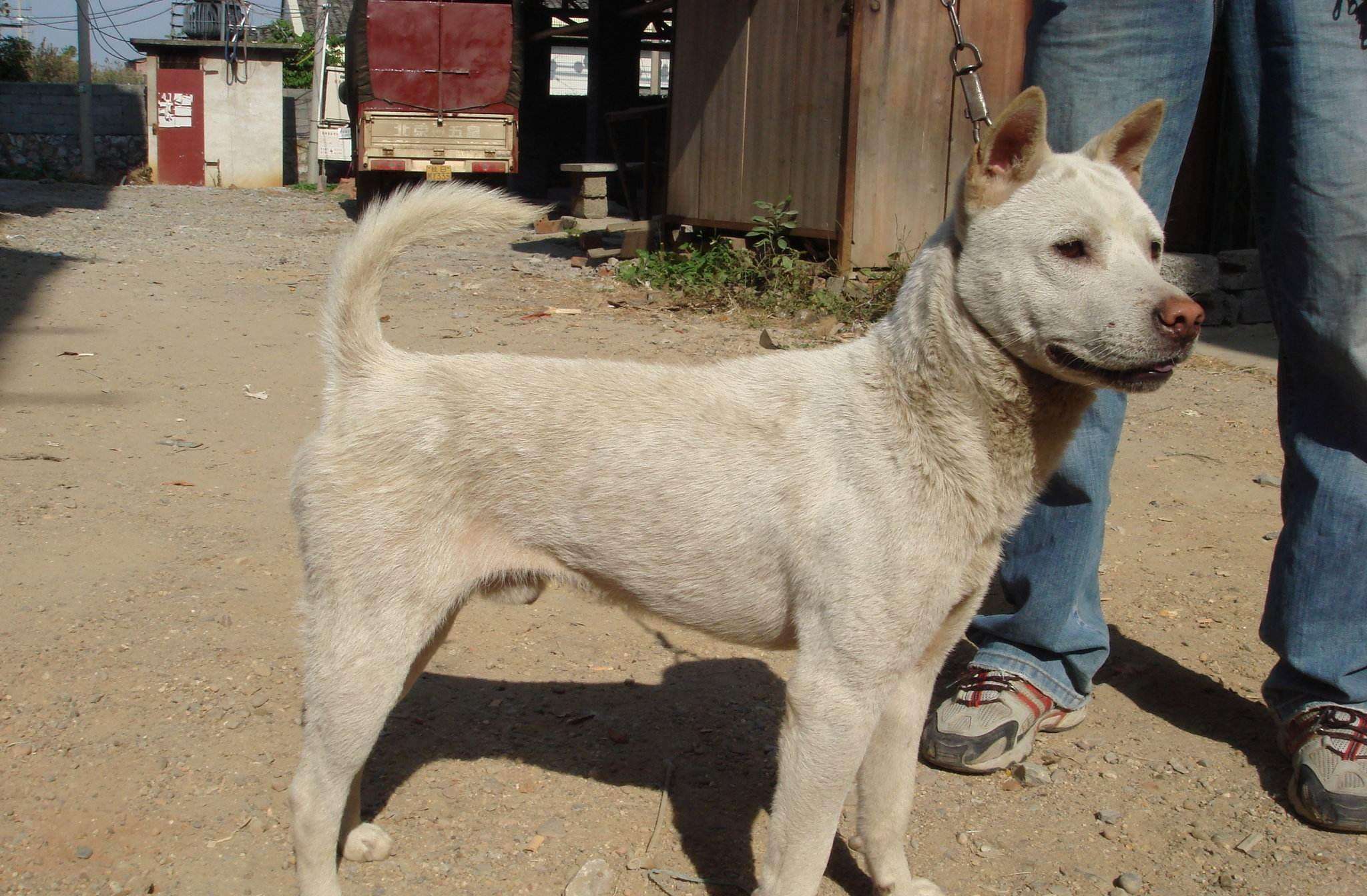 给狗取一个古代名字,古人一般给狗起什么名字