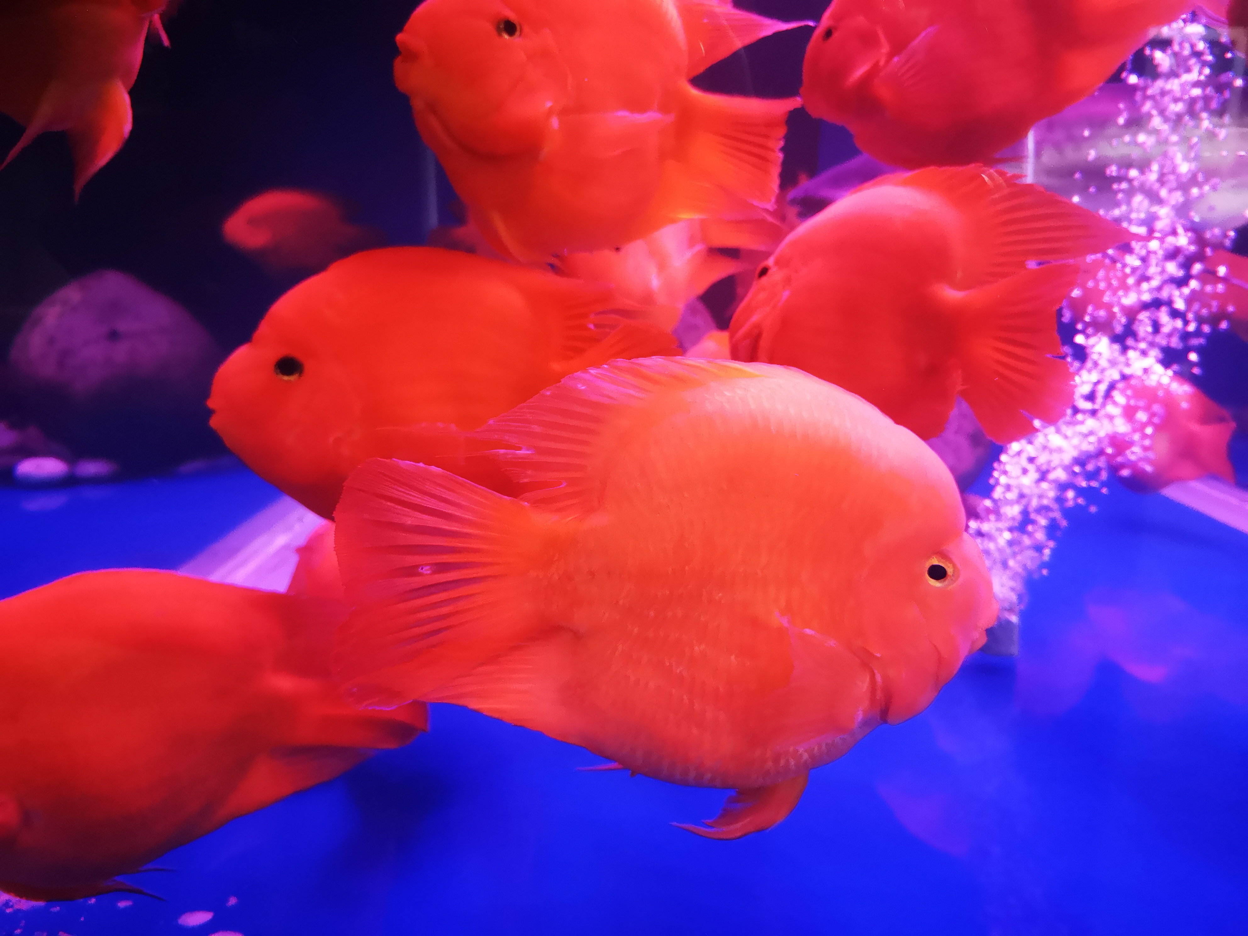 入门养鱼必看手把手教你养鱼,新手怎样养鱼最简单又好养的方法