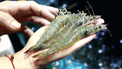 湛江人有鱼有虾,我们湛江属于广府还是客家